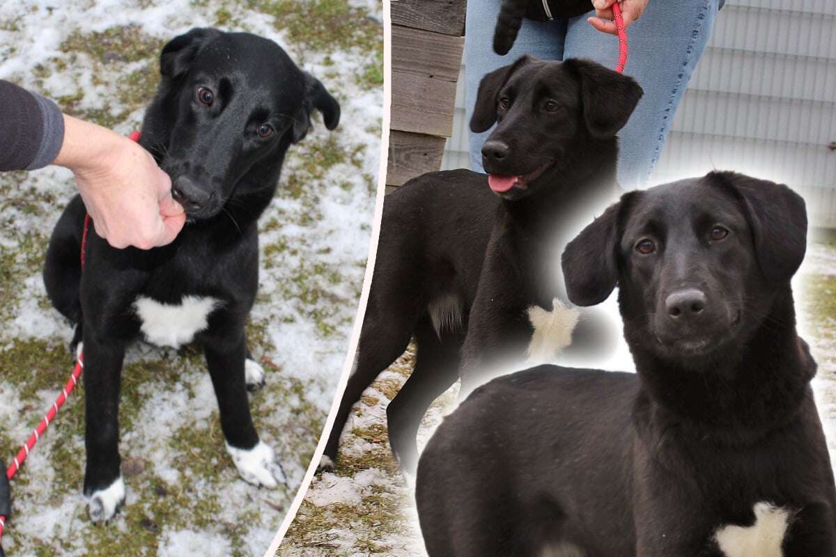 Noch kein Jahr alt und schon im Tierheim: Hundemädchen Coco hofft auf Happy End