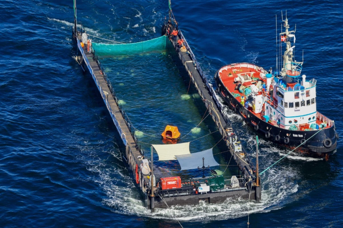 Schlepper-Kapitän wird nach Drama um Buckelwal 