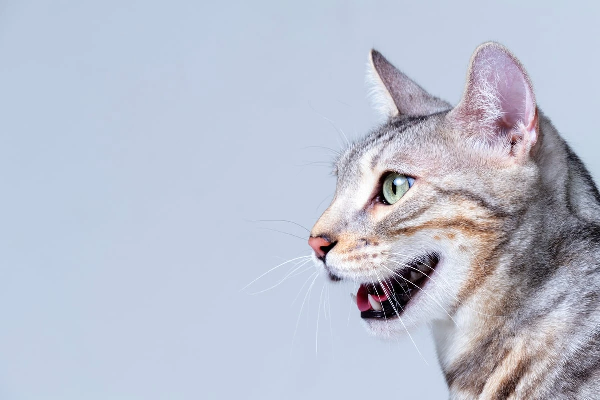 Deine Katze hechelt? So reagierst Du richtig