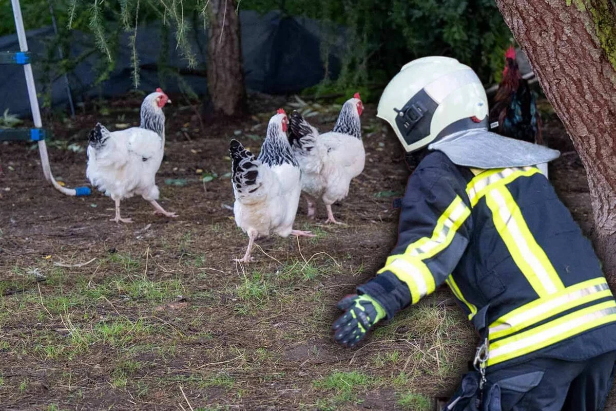Feuerwehr fängt Hühner ein: Das steckt dahinter