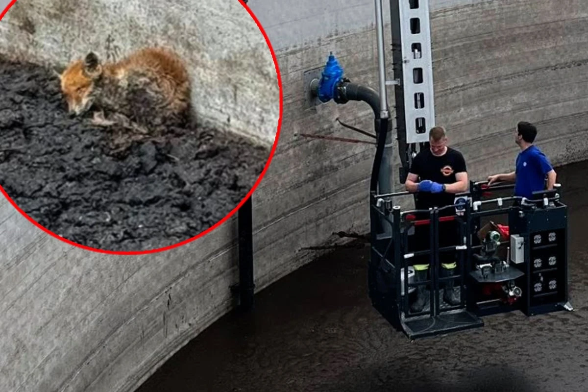Feuerwehr in Nordhessen rettet Fuchs-Baby aus Güllebehälter