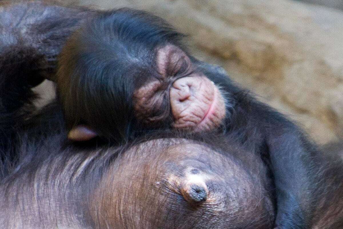 So unglaublich süß ist der neue Zuwachs im Leipziger Zoo