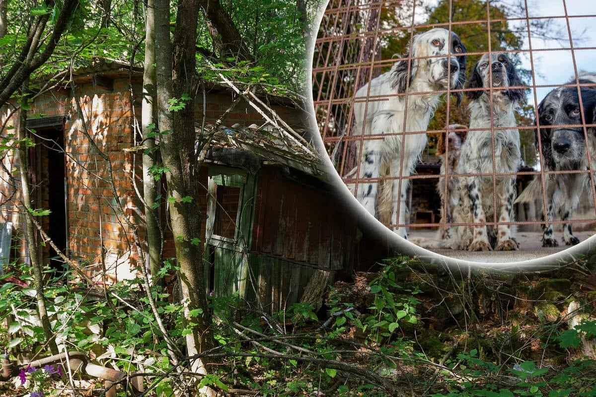 Von Mutter vernachlässigt: Junge wächst bei Hunden auf und kann nur bellen