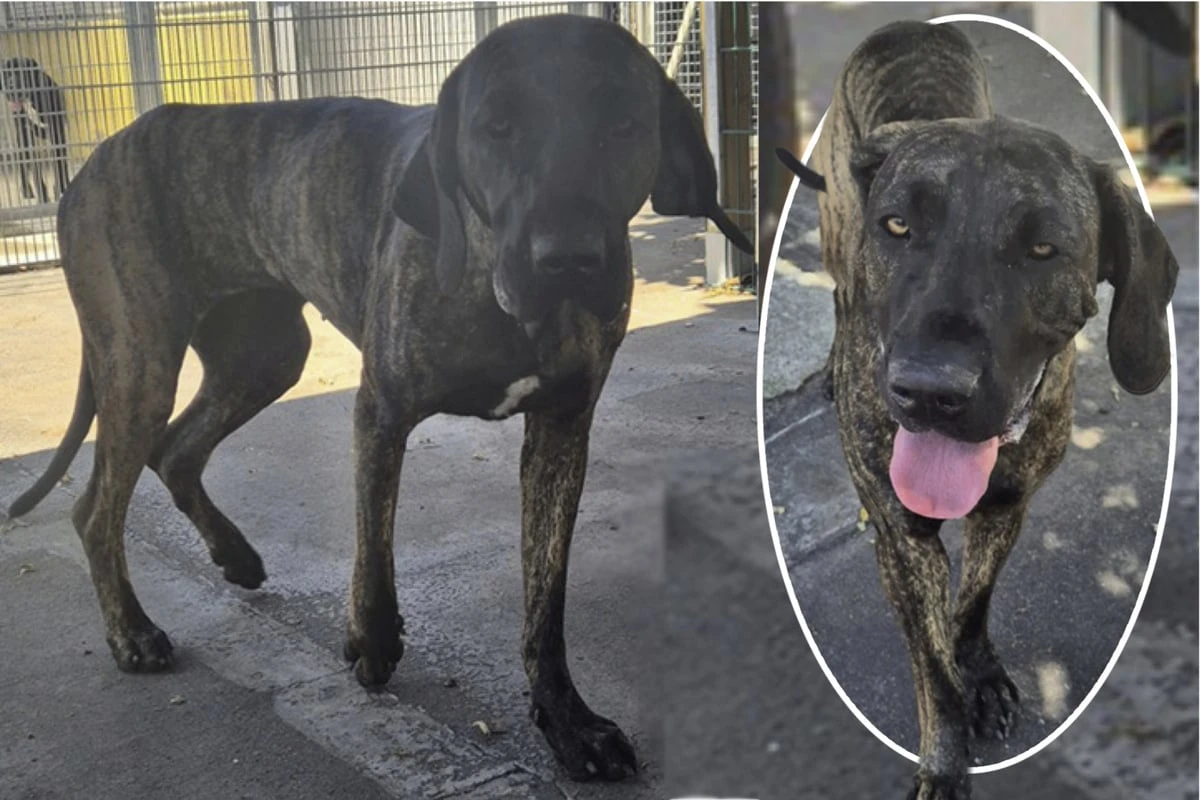 Fila-Brasileiro-Mädchen nach Sicherstellung verängstigt, wer kümmert sich um Kiana?