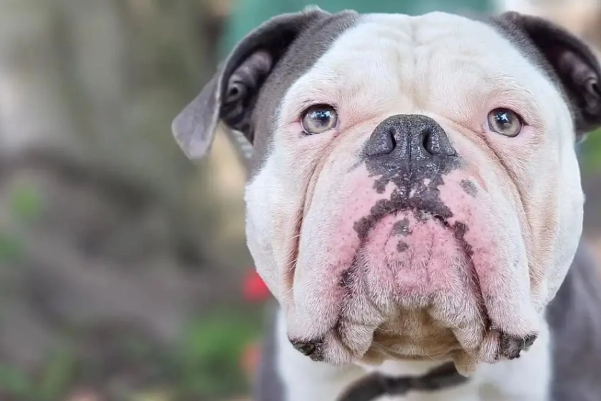 Seine alten Besitzer waren überfordert: Wer traut sich Hund Eddy zu?