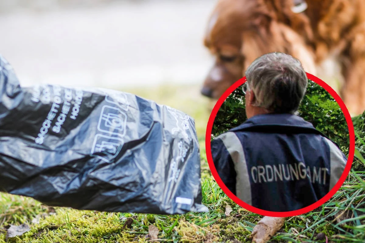 Haufenweise Kontrollen: Berlin sagt faulen Hundebesitzern den Kampf an