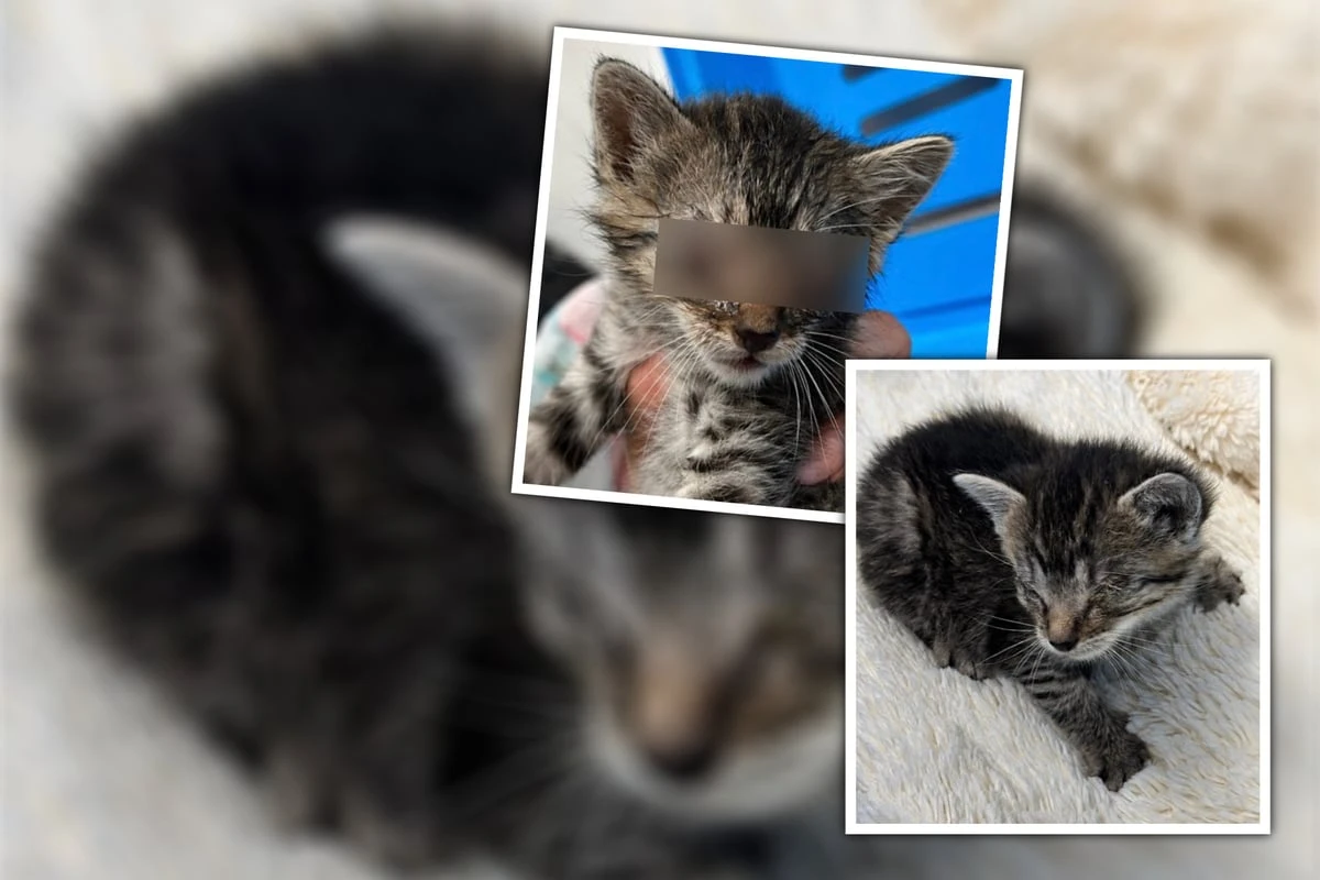Von Mutter verstoßen: Stark verwahrlostes Katzenbaby hofft auf Hilfe