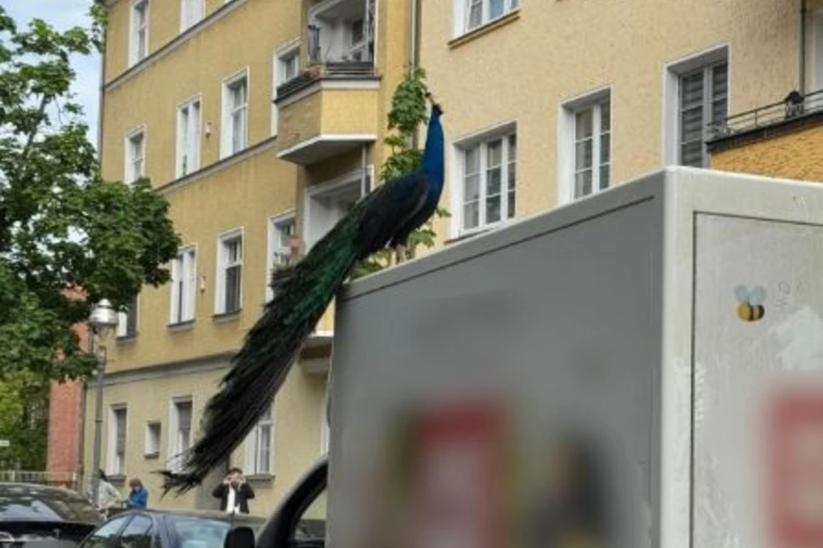 Tierischer Einsatz: Pfau kapert Lieferwagen in Spandau