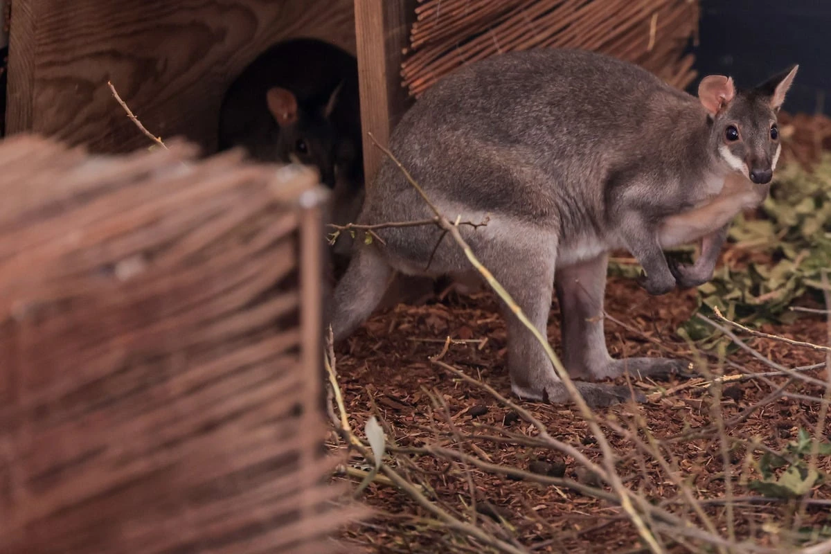 Kängurus für Köln: Zoo öffnet neue XXL-Anlage