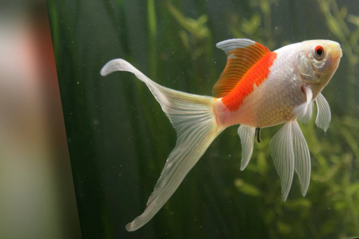 Bizarrer Vorfall in Zoogeschäft: Mann verspeist Goldfisch und sagt 