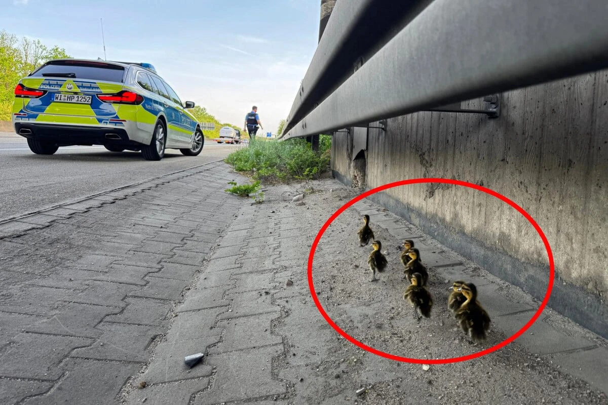 Enten-Mama überfahren: Polizei rettet sieben hilflose Küken von der A5