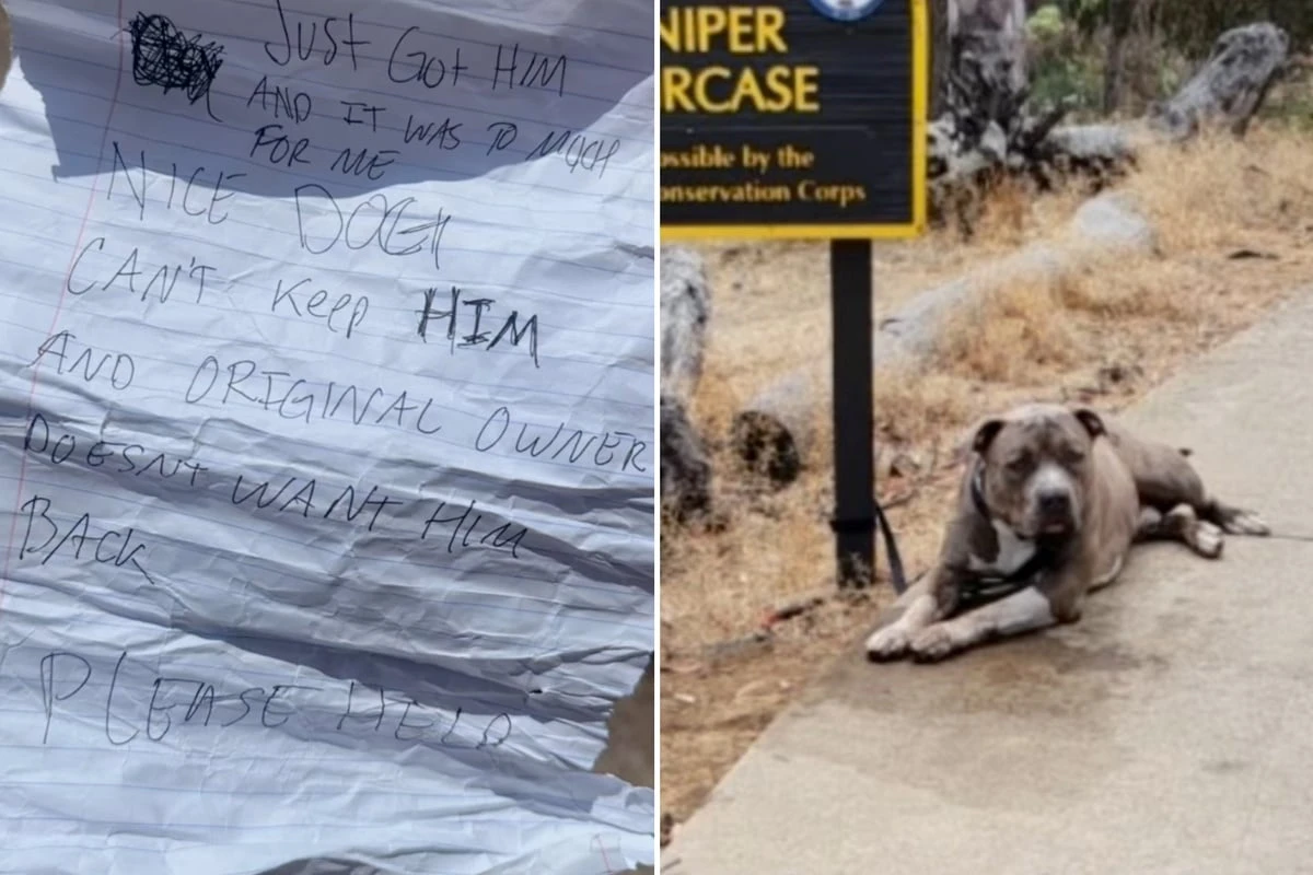 Als Frau Zettel liest, den ausgesetzter Hund dabei hat, bricht ihr endgültig das Herz