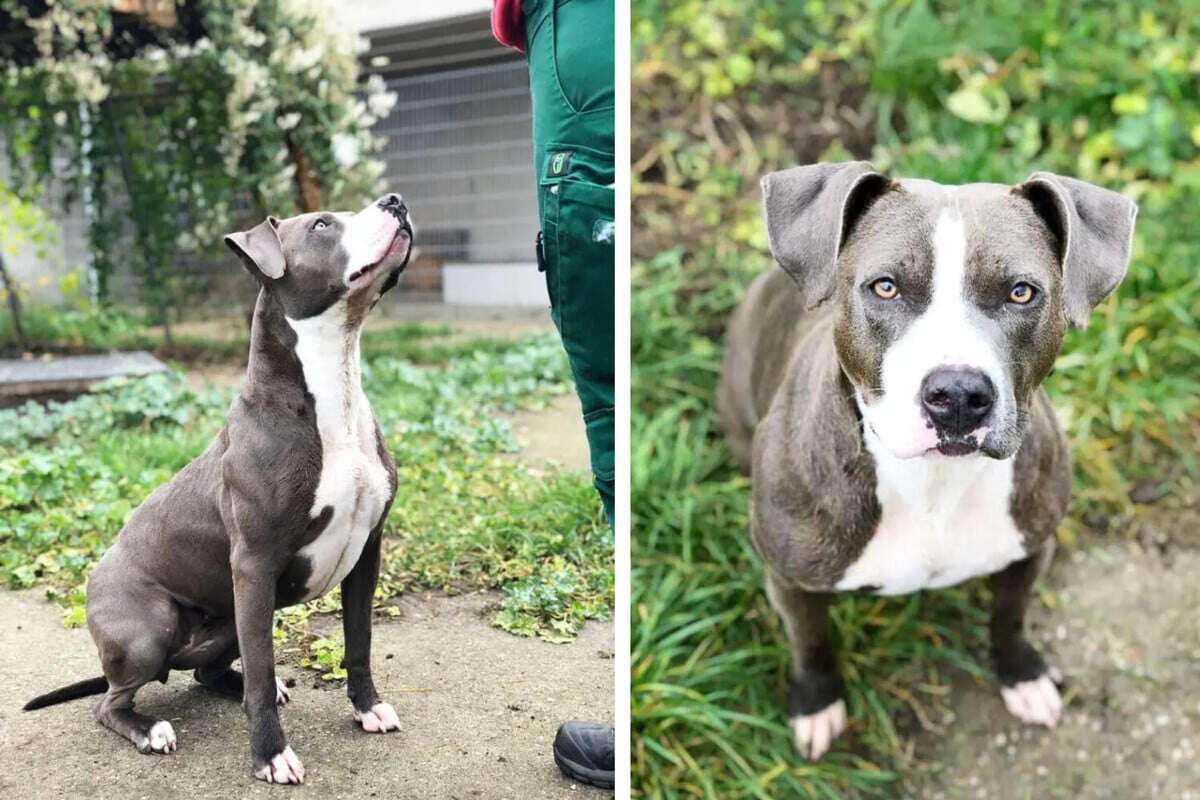 Staffordshire-Mix sucht ein besseres Leben: Wer hat ein Herz für Carla?