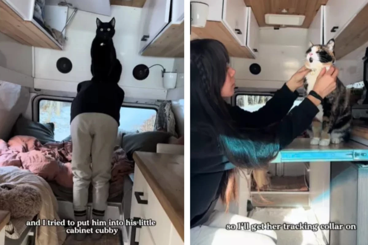 Frau lebt seit sechs Jahren mit Hund und Katzen im Van: 