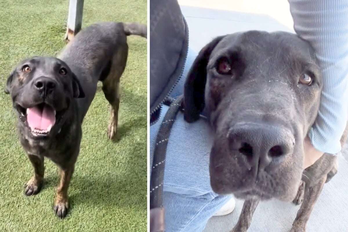 Hund nach 72 Stunden aus herzlosem Grund zurück ins Tierheim gebracht: Jetzt soll er sterben!