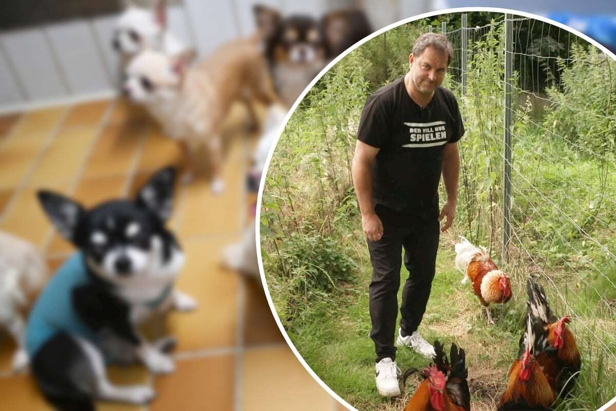 Hähne statt Hunde: Martin Rütter stellt sich im Tierheim neuer Herausforderung