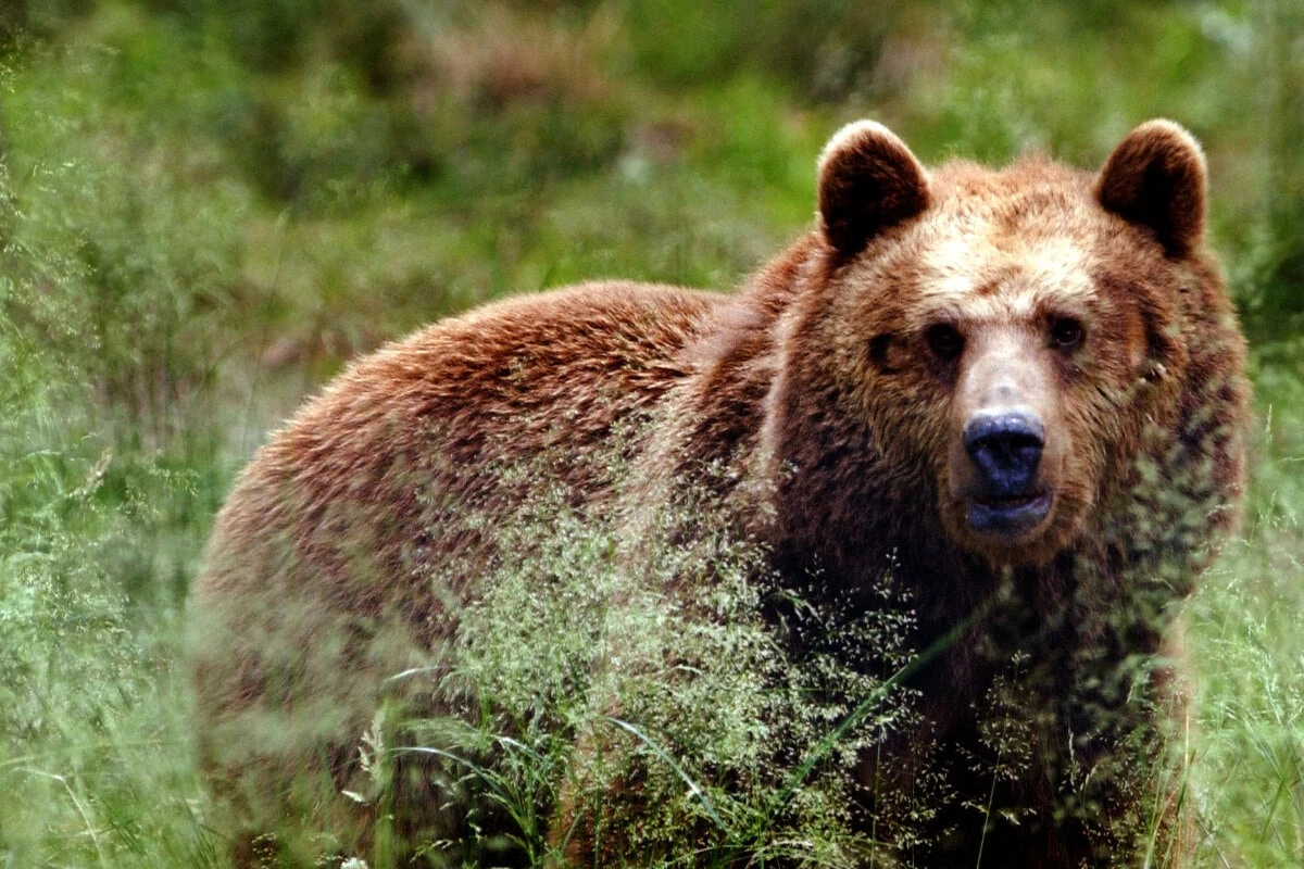 Bär tötet wohl zwei Esel: Müssen Wanderer nun Angst haben?