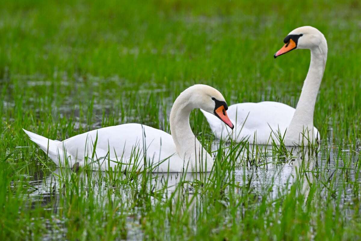 Grausame Tat: Tierquäler verletzen und töten Schwäne