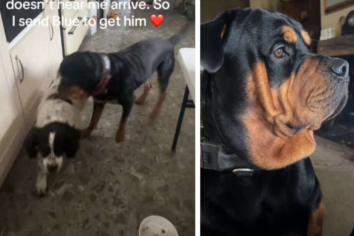 Frauchen lässt ihren Rottweiler nach taubem Geschwisterchen suchen: So schlau reagiert der Hund