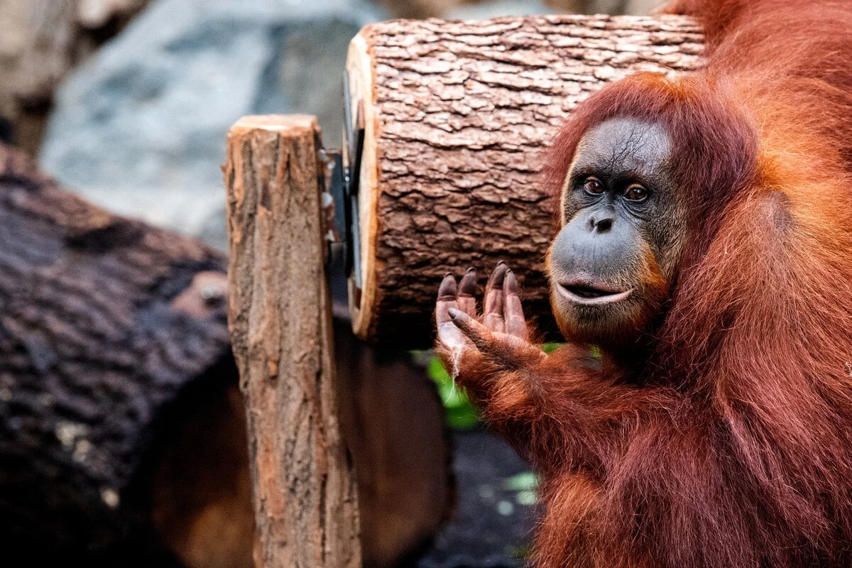 Orang-Utan-Jungs entdeckten Öffnung: Das passierte beim Affen-Ausbruch im Zoo