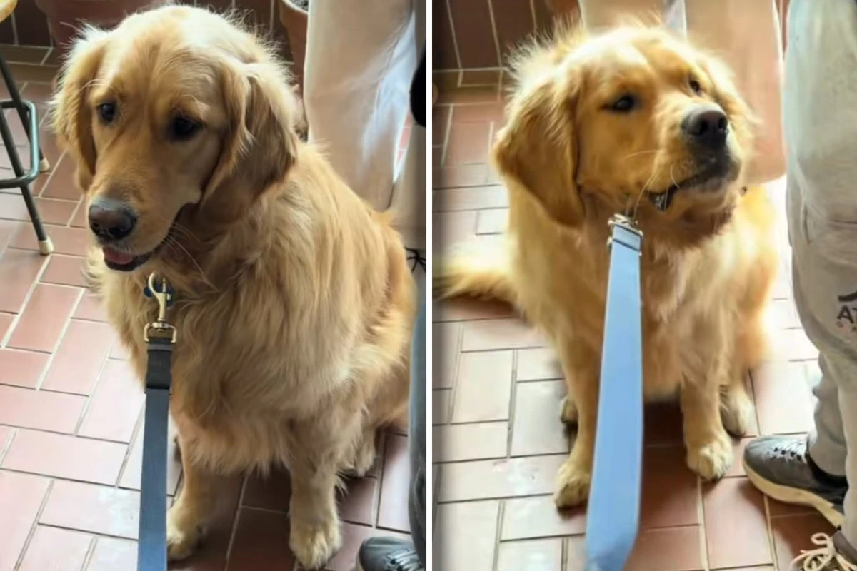Golden Retriever weigert sich, Lieblingscafé zu betreten: Sein Grund amüsiert Millionen
