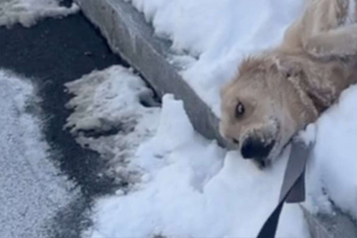 Golden Retriever geht im Schnee spazieren - Als sein Frauchen nach Hause will, reagiert er kurios