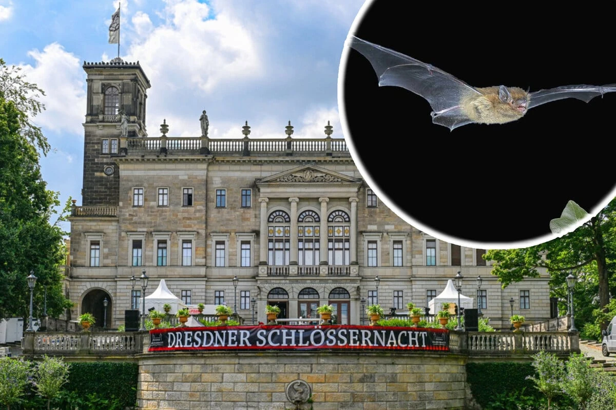 Dresdner Schlössernacht: So können die Fledermäuse mitfeiern