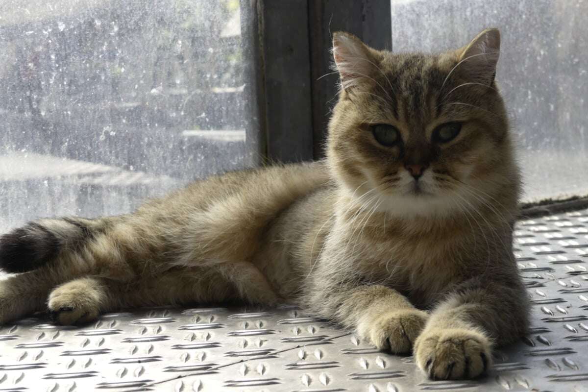 Junger Kater kam schwer verletzt ins Tierheim, nach Not-OP soll für Till alles gut werden