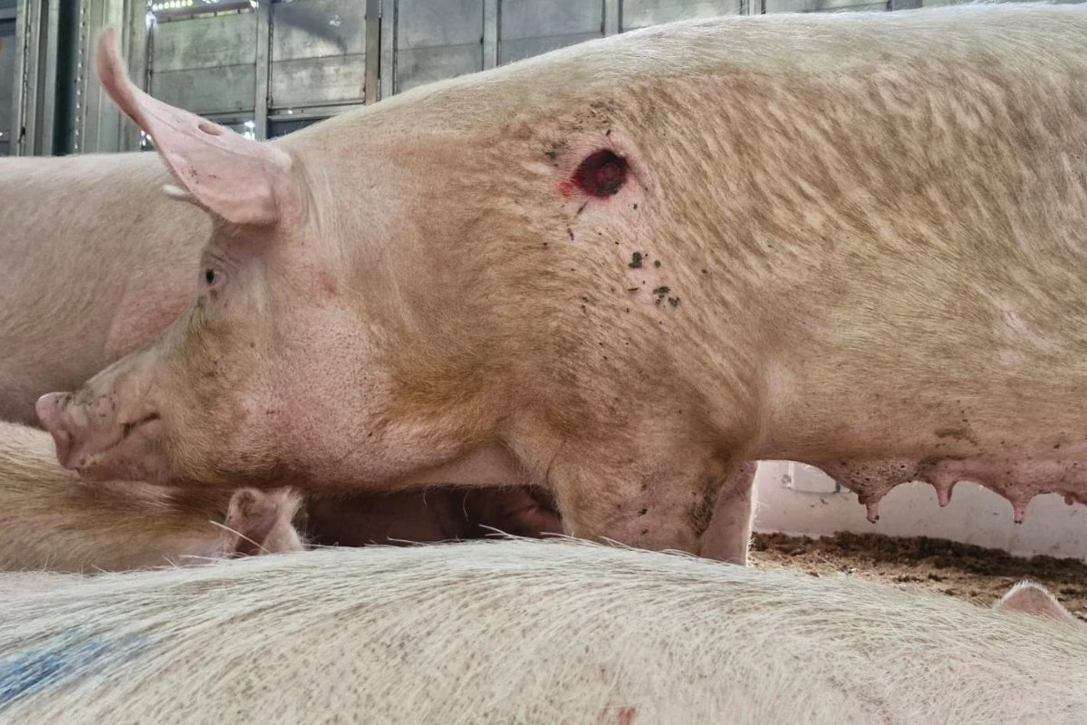 Schweine verletzt oder eingeklemmt: Tiertransporte auf A4 kontrolliert