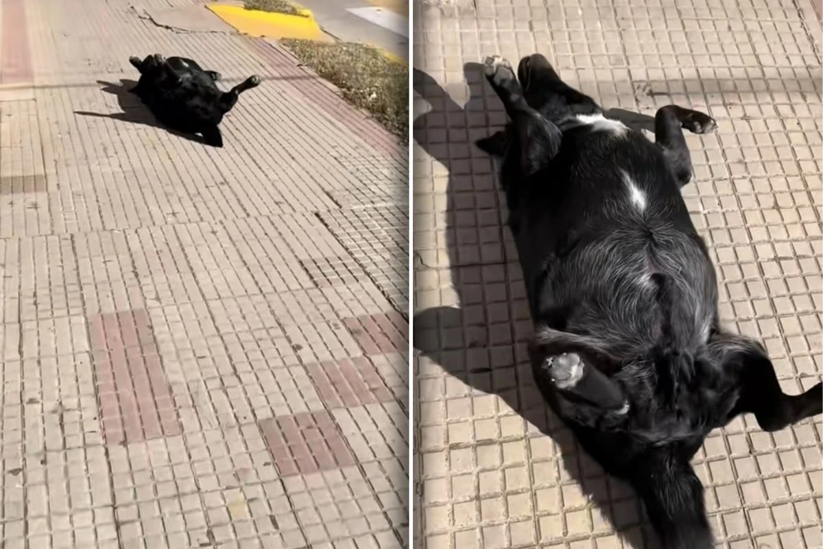Mann eilt zu Hund, der seltsam auf Straße liegt: Als er näher kommt, wird ihm alles klar