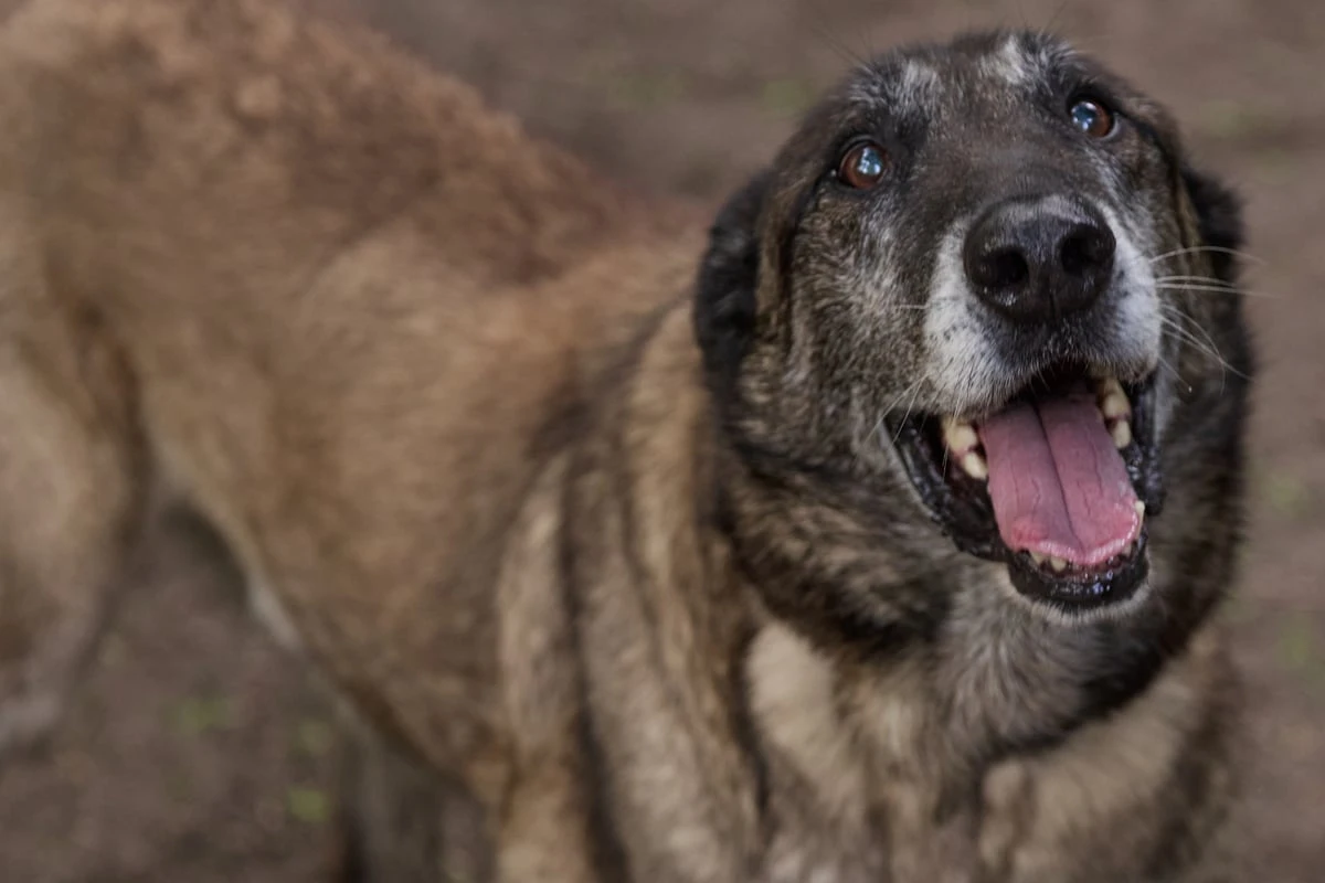 Er trägt seinen ständigen Begleiter überall mit sich: Malinois-Rüde Kong sucht ein Zuhause