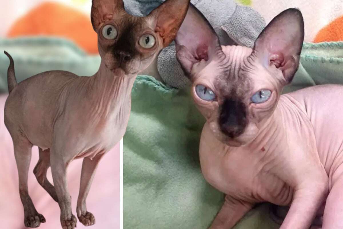 Nacktkatze kam mit Sphynx-Babys ins Heim: Findet Winona ihr Glück?