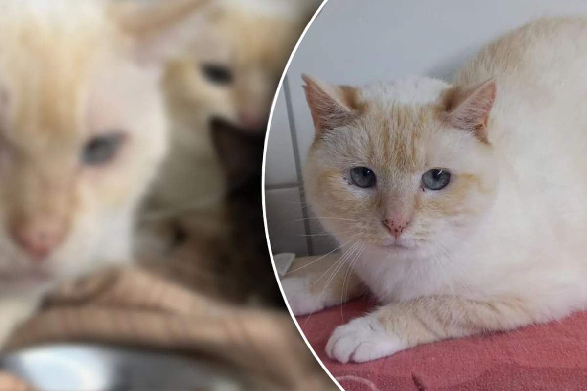 Besitzer lässt Katzen in meterhohen Müllbergen vor sich hin vegetieren