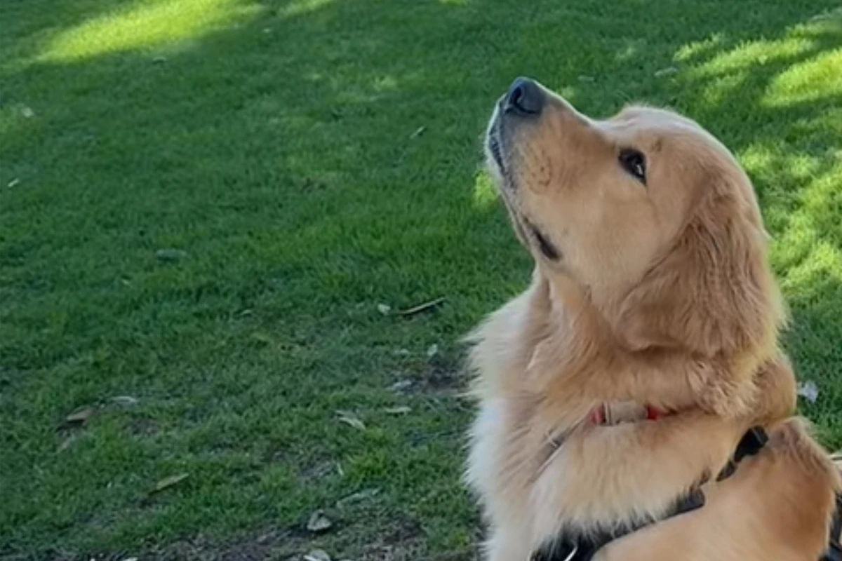 Golden Retriever entdeckt Tennisball in Baum: Was danach passiert, amüsiert so viele