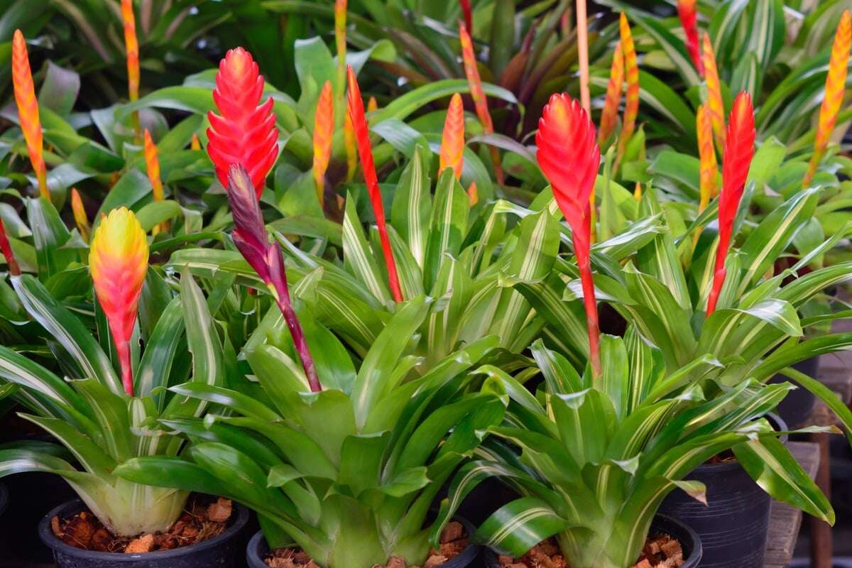 Bromelien richtig pflegen, pflanzen und vermehren