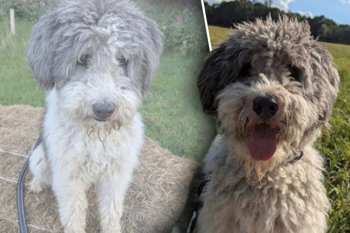 Junger Hund musste lange auf Freigabe warten: Jetzt ist Boomer bereit für ein neues Leben