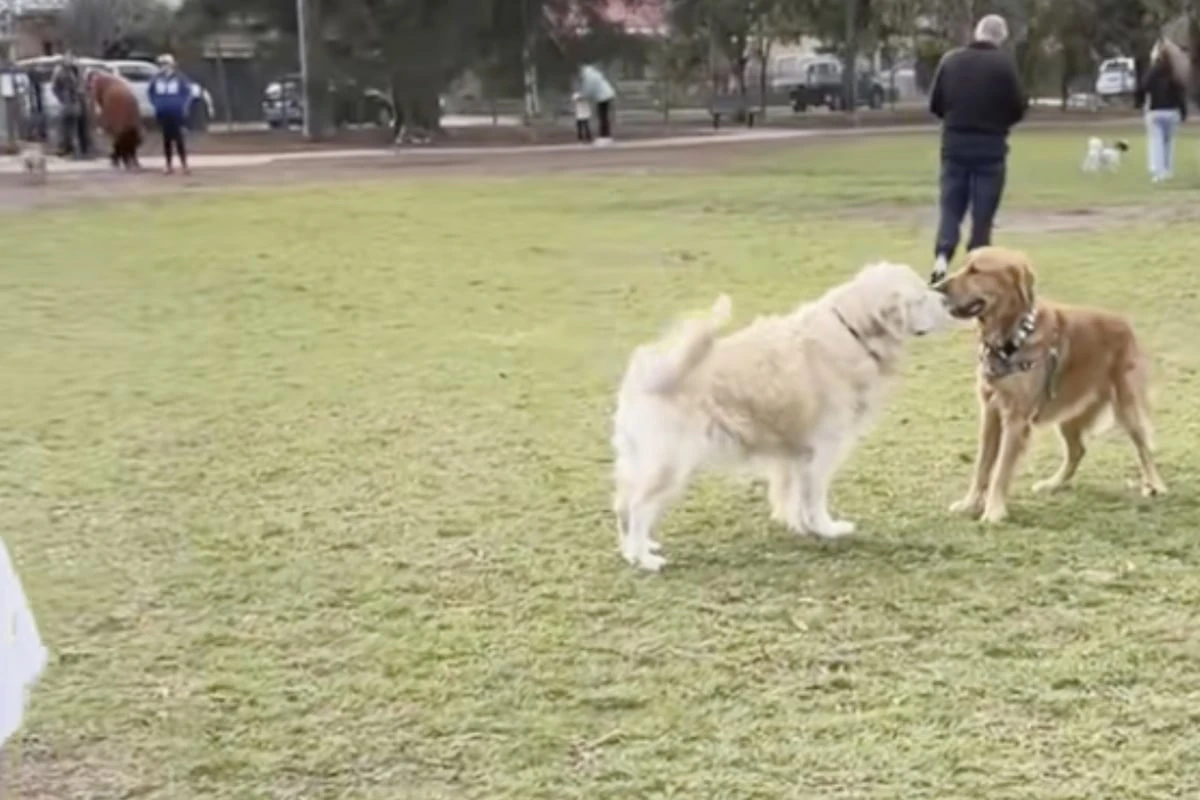 Frau bringt blinden Golden Retriever in Hunde-Park: Was da passiert lässt Herzen dahinschmelzen