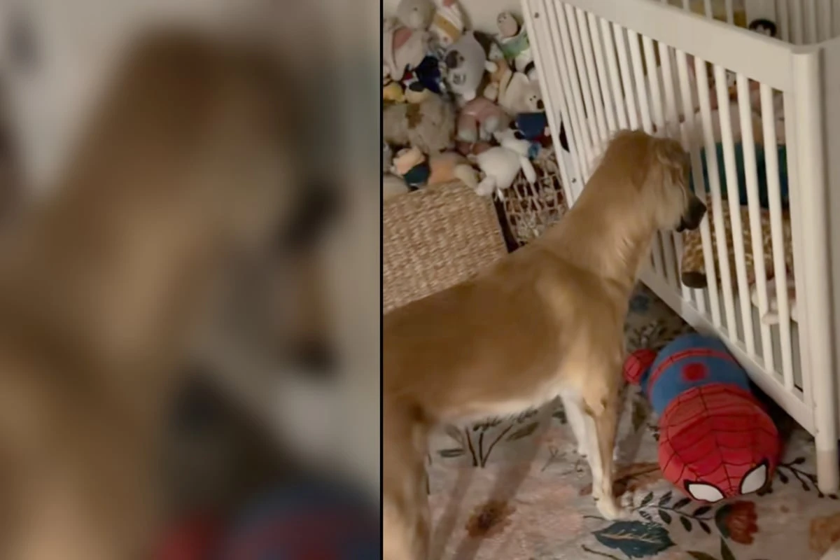 Mutter macht sich Sorgen, wie Tierheim-Hund mit Kind (2) umgehen wird: Was dann passiert, lässt Herzen schmelzen
