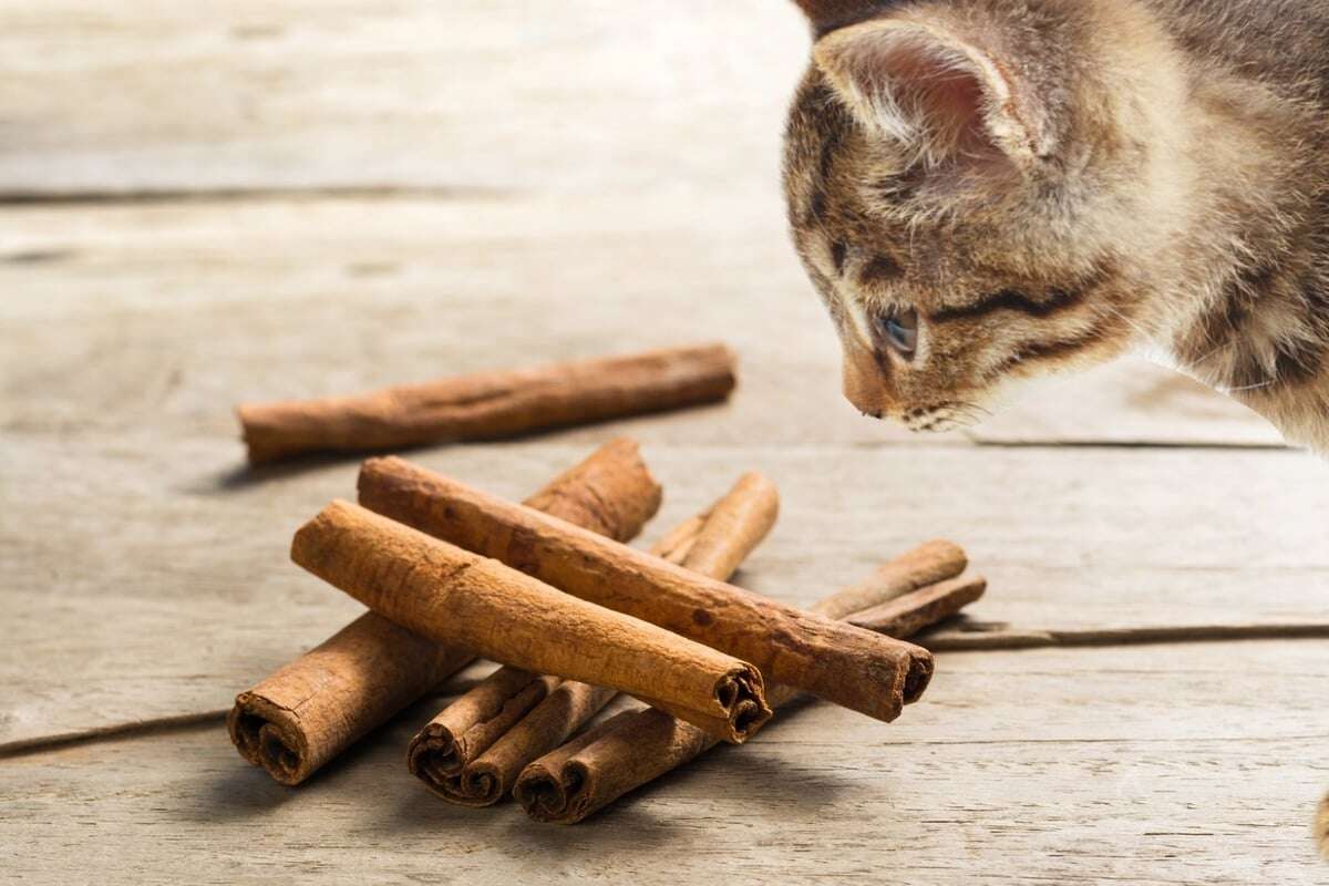 Ist Zimt giftig für Katzen oder dürfen sie ihn fressen?