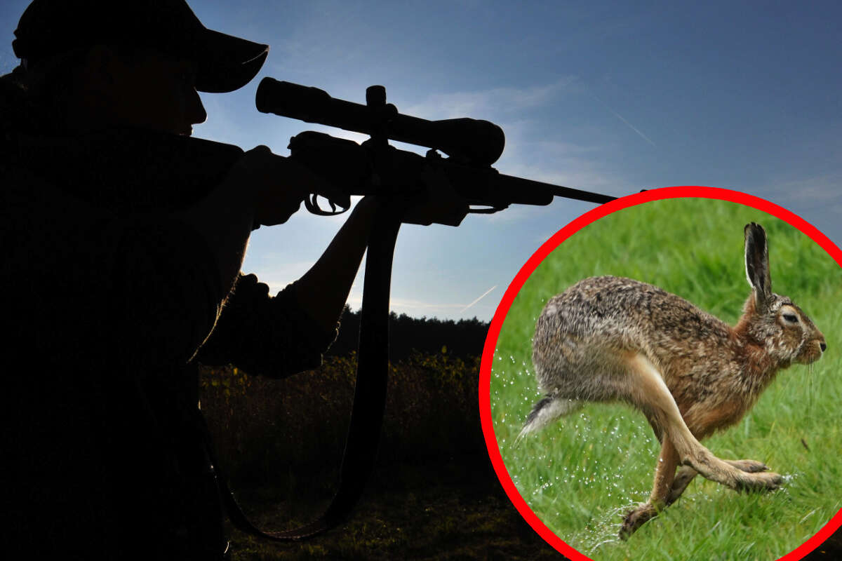 Drei Männer in Schwaben an Hasenpest erkrankt