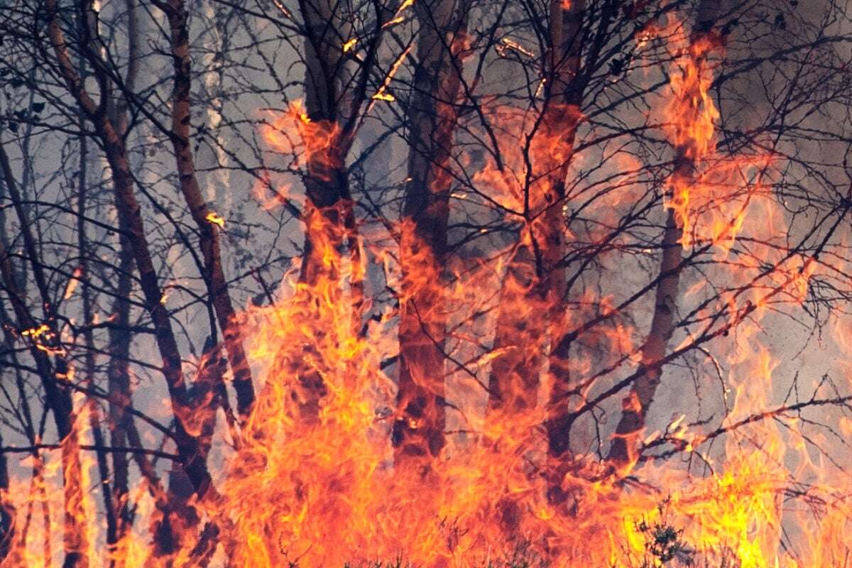 Hohe Waldbrand-Gefahr in Frankfurt und Hessen