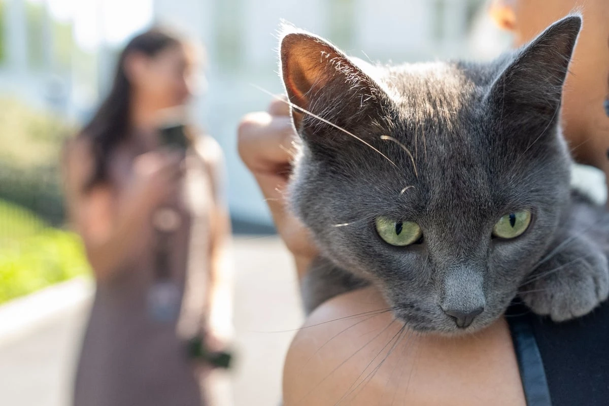 Katze dringt in eine der am stärksten gesicherten Einrichtungen der Welt ein