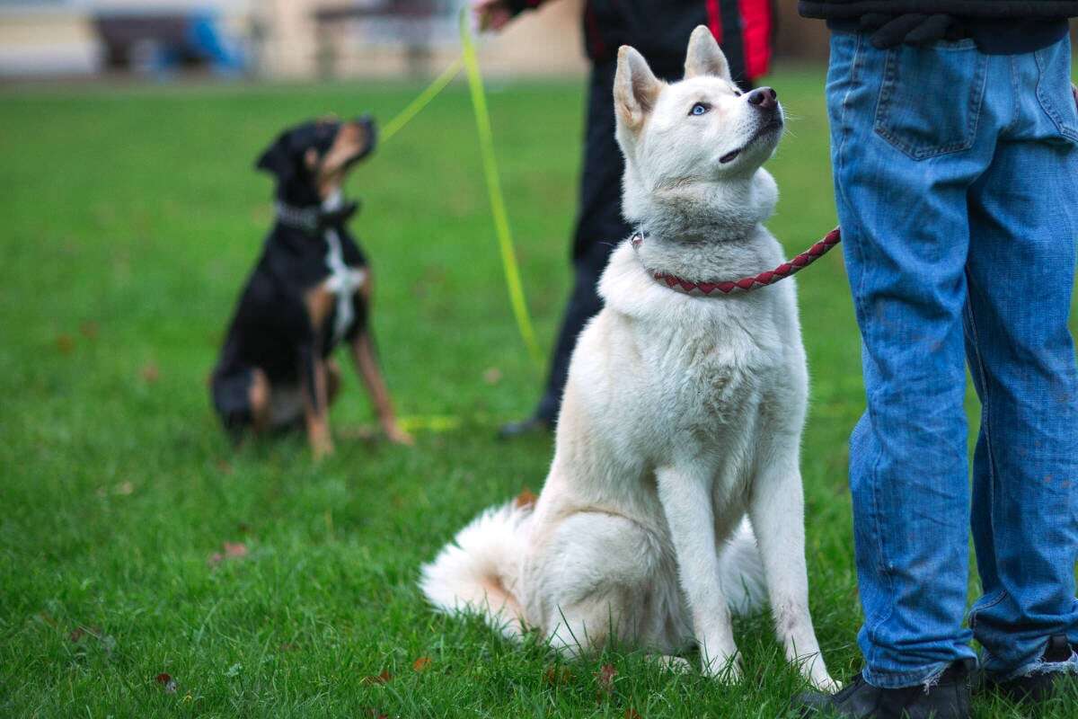 Achtung Berliner: Hier könnt Ihr kostenlos Eure Hunde trainieren lassen