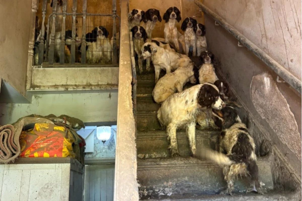 Kot an jeder Ecke: Tierschützer holen dutzende Vierbeiner aus Horror-Haus
