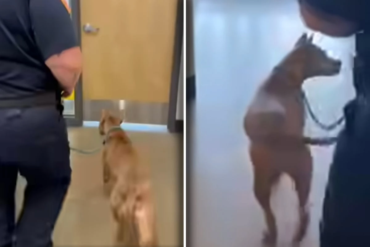 Tierpfleger prüfen Mikrochip von Straßenhund: Kurz darauf halten sie den Atem an