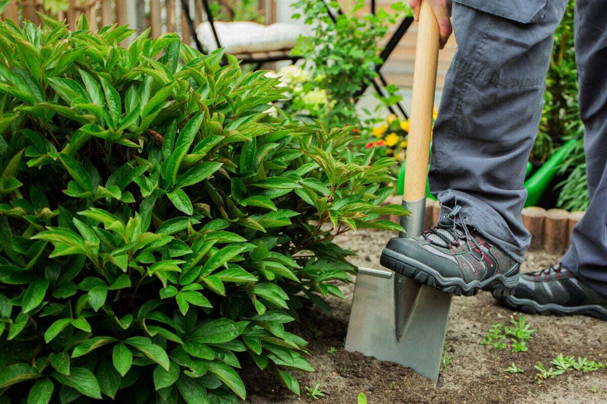 Drogenbunker im Schrebergarten: 56-Jähriger nach Koks-Entdeckung festgenommen