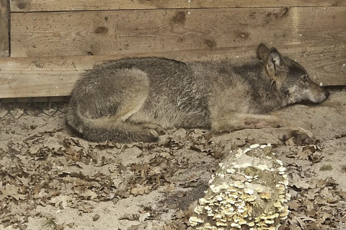 Nach Wolfs-Attacke in Hamburg: Wo ist das freigelassene Tier jetzt?