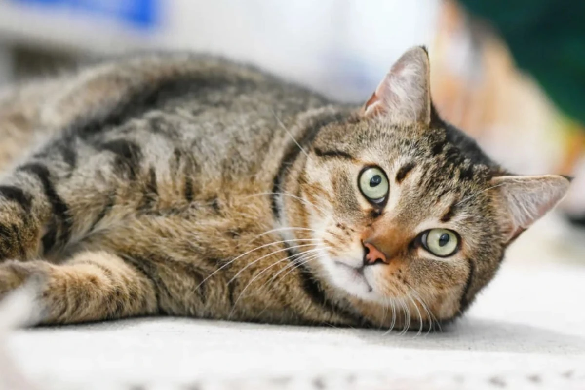 Kater will nach schlimmer Vergangenheit neu anfangen: Happy End?