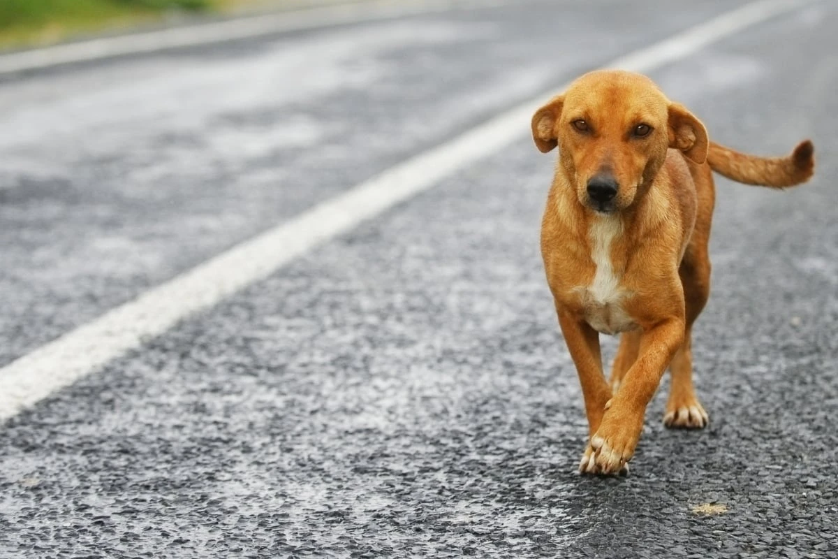 Kleiner Hund, große Folgen: Vierbeiner rennt über Autobahn, mehrere Fahrer wollen helfen