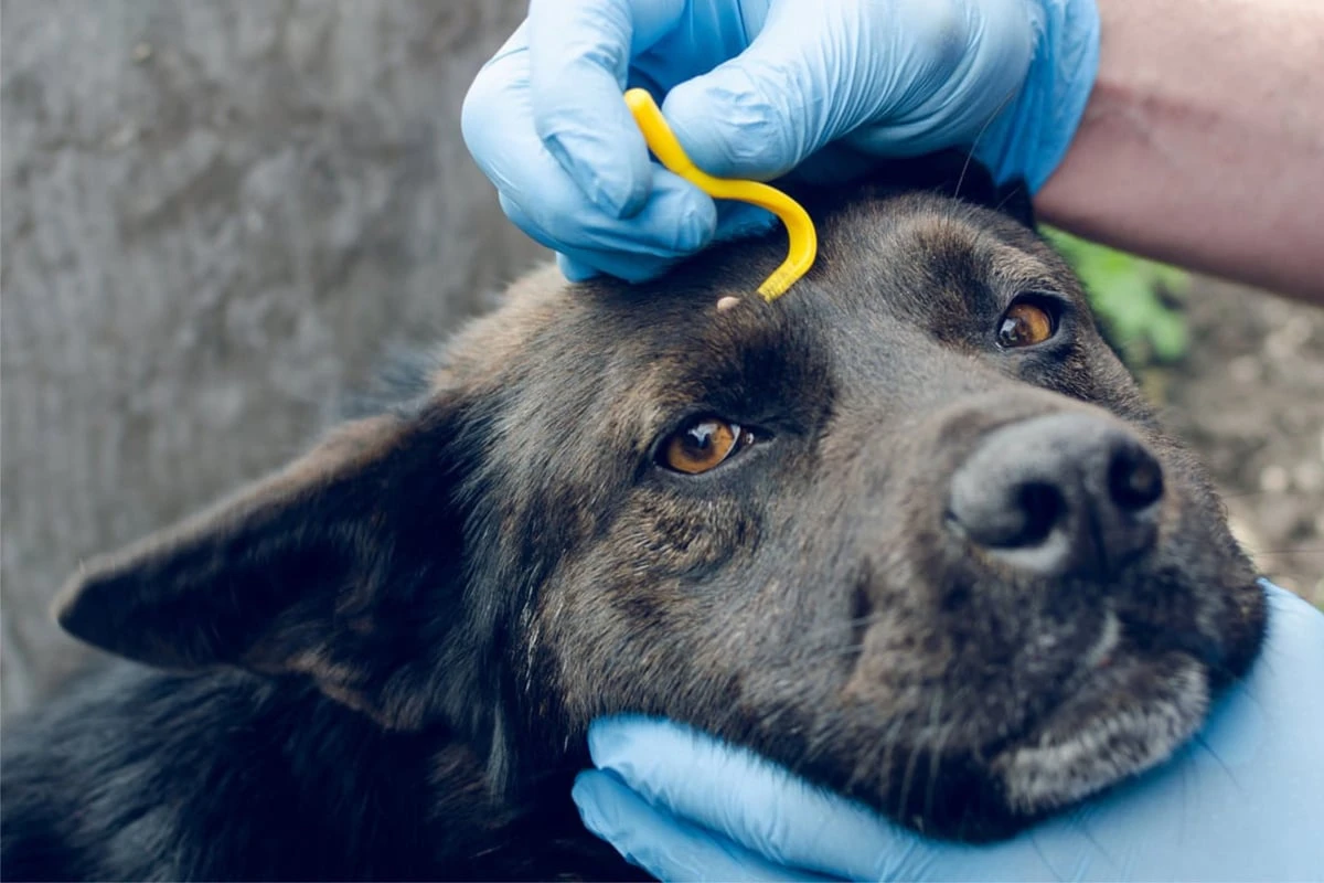 Raus mit dem Blutsauger! So kannst Du eine Zecke beim Hund entfernen